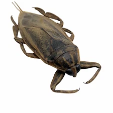 Giant Water Bug (Lethocerus indicus) Collector Insect Specimen Indonesia