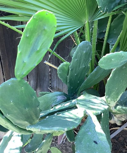 Edible Prickly Pear Cactus Opuntia Ficus 7 Pads For $12.00 - Picture 6 of 7