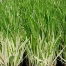 CAT GRASS SEEDS Variegated, 30 Seeds, Hordeum Vulgare Variegata, Organic 