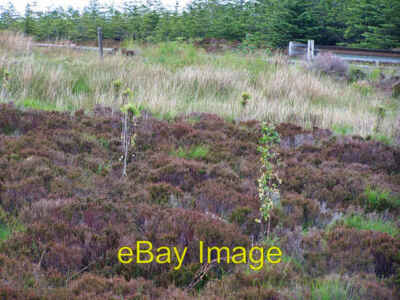 Foto 6x4 Jungwald Blackhill\/NG3450 Viele Boadleaf Setzlinge der NATI C2008