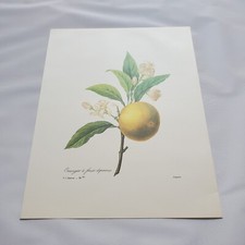 Pierre-Joseph Redoute PJ Print Botanical Flower Orange Grapefruit Circus Fruit