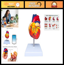 Life-Size Anatomical Human Heart Model, 2-Part Detachable, 34 Coded Structures,