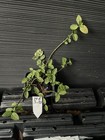 Harlequin Euonymus — photo 2