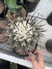 RareSucculent plants Copiapoa cinerea Garden Décor Boutique 5-6CM