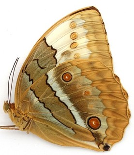 STICHOPHTHALMA MATHILDA SIAMENSIS MALE FROM FANG THAILAND