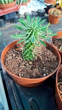 Euphorbia sotetsu Kirin succulente cactus piante grasse caudex