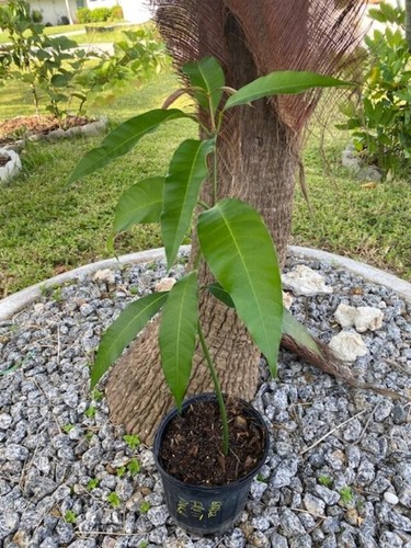 19" FRUIT PUNCH (MAGNIFERA INDICA/ZILL 80 X JAKARTA MANGO SEEDLING(NOT GRAFTED) - Picture 4 of 18