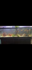 125 gallon tank with stand fully stocked