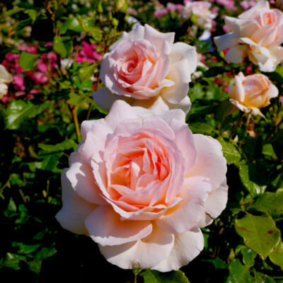 Rosa 'Chandos Beauty' Hybrid Tea Rose Bush, Excellent Fragrant