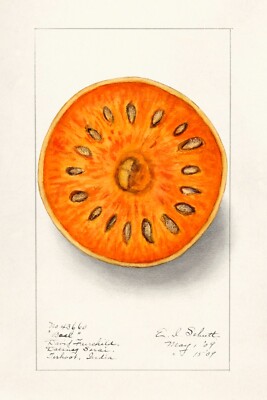 13301.Wall Decor Poster.Watercolor art.Room Interior design.Kitchen.Bael fruit