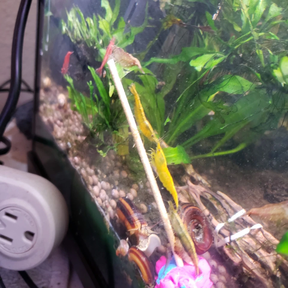 Nano Camarones Lollie Sticks 25 ct Pop Eye Recarga Camarones Comida Hecho en Casa en EE. UU. Foto 2 de 4