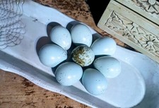 Celedon Coturnix Quail Hatching Eggs. 12 CT. 4th Gen True Blue.