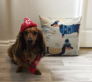 dog bobble hat