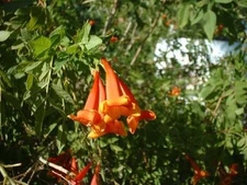 Tecoma stans Orange Jubilee ORANGE BELLS Exotic SEEDS!