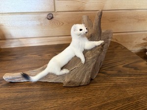 New Weasel On Driftwood Taxidermy. Man Cave Decor  12 By 6