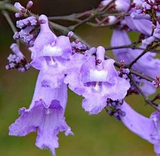 Jacaranda mimosifolia -  - Albero di Jacaranda | Jacaranda Blu