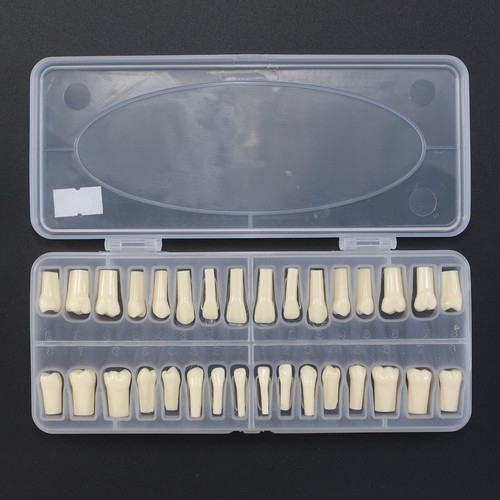 Dental Typodont Model NISSIN 200 500 28 32 Pcs Teeth Practicing For Muount Pole - Picture 36 of 44