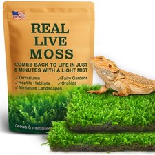 Live Moss for Terrarium Bedding  Reptile Enclosures
