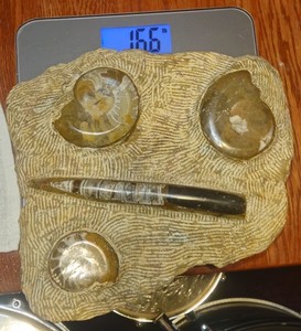 Rare 16.6lb Fossil Slab- Orthoceras & Ammonite- Natural Mineral Specimen 13"x13"