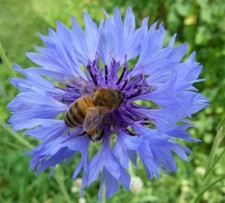 500 Tall Blue Bachelor Button Cornflower Flower Seeds