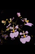 Orchid Species Tolumnia sylvestris