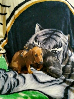 gumtree basset hound