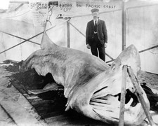 PACIFIC BASKING SHARK CATCH & FISHERMAN 8x10 GLOSSY PHOTO PRINT