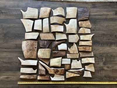 20 Pounds of Maine Moose Shed Pieces! Moose Antler, Deer, Crafts