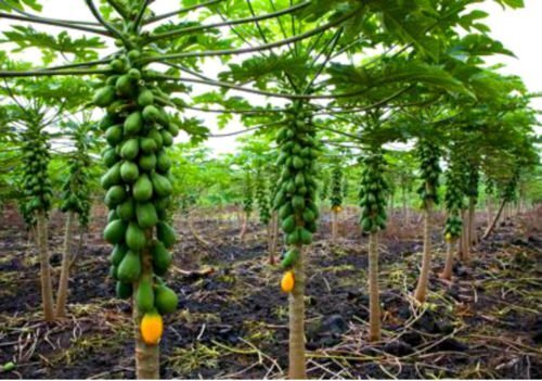 Taiwan red lady 786 f1 hybrid papaya seeds 10g (300 seeds