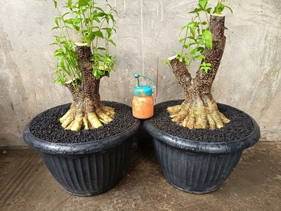 2 Pots - Wrightia Religiosa Pre Bonsai Starter Root Program ( water jasmine)  | eBay