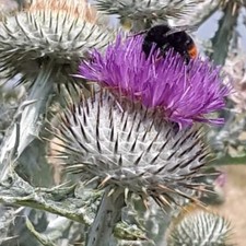  Onopordum acanthium - Scotch Thistle X 60 SEEDS - National Emblem of Scotland