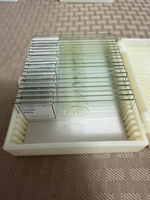 Prepared Common Interests Microscope Slides Home Science Tools Homeschool