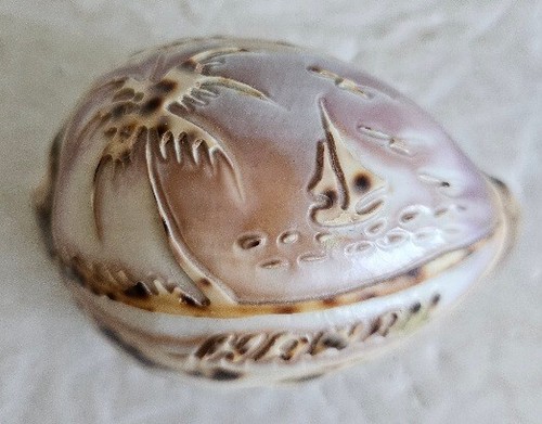 Vintage Hawaii Tiger Cowrie carved shell sea view