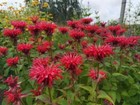 Pick Your Flower - Choose From (15) Red Perennial Plants & Bulbs, Radiant Garden