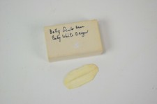 Mystery belly scale from a white dragon