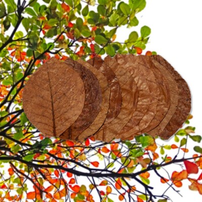 Dried Indian Almond Catappa Leaves Betta,Discus Care & Shrimp food Aquarium 100g