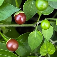 Paquete de semillas premium de pimienta reliquia de chocolate Chiltepin