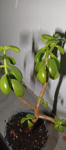 Glücksbaum Dickblatt Geldbaum Crassula Ocata zimmer pflanze Ableger 27 cm groß - Bild 2 von 12