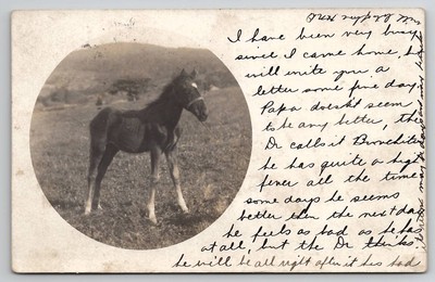 RPPC Rutland Vermont Darling Little Horse Edson Family of Chester Postcard J31