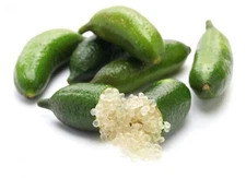 2-3 ft tall Australian Finger Lime Tree, grafted, Can not ship to Az, Ca, Fl, La