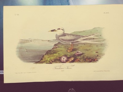 AUDUBON'S BIRDS of AMERICA - Plate 435 - TRUDEAU'S TERN