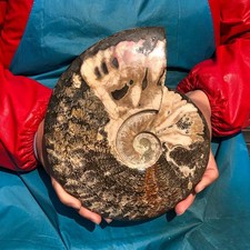 5.43LB Top Natural Horn Screw Fossil Ammonite Conch Crystal Specimen Healing