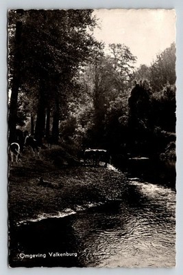 Valkenburg Area RPPC Postcard Cows by River Forest Echte Foto Vintage