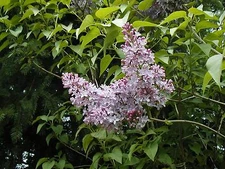 140 SEEDS - lilac OLD FASHIONED Bush Syringa vulgaris - GroCo BUY 15 -SHIPS FREE