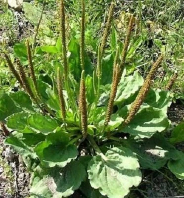 SEEDVILLE USA 1000 CHINESE PLANTAIN Plantago Asiatica Herb Flower Seeds