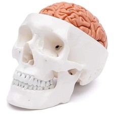Human Head Skull with Brain Anatomy Model Medical Science Teaching Resources New