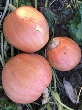 Calabaza Gigante Rossa Serrana - Calabaza - 5+ semillas - Granos - Semillas - C 097