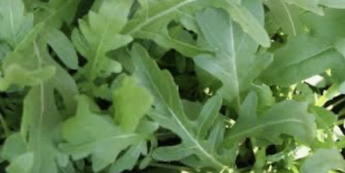 BARGAIN BULK BUY!!! Rocket Arugula Seeds.  Easy & Quick to Grow! 1000  to 5000