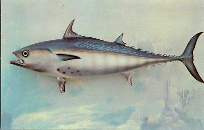 Postcard Bonito Florida's Famous Fish Series Chrome Unposted