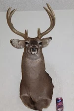 Whitetail Deer Head Shoulder Mount Taxidermy Cape Shed Antler Hunt Mule Rack